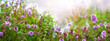 Banner. Purple wild flowers in the meadow, panorama
