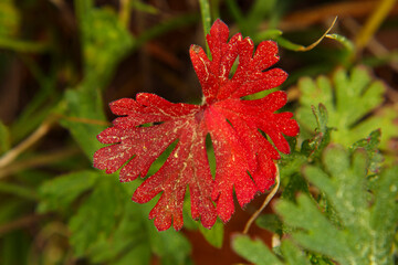 Bright red Carolina Geranium with green foliage background in the Spring