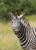 Fototapeta Konie - Cheaky Burchell's Zebra pulling a grimace, Kruger National Park. 