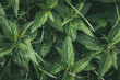 Spring green leaves nettles, abstract texture leaf, natural background pattern