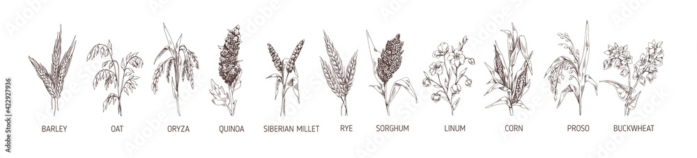 Set of cereal plants. Crops of barley, rye, corn, buckwheat, flax, oat, proso, quinoa, rice, Siberian millet and sorghum. Drawn vector illustration of detailed spikelets isolated on white background - obrazy, fototapety, plakaty 