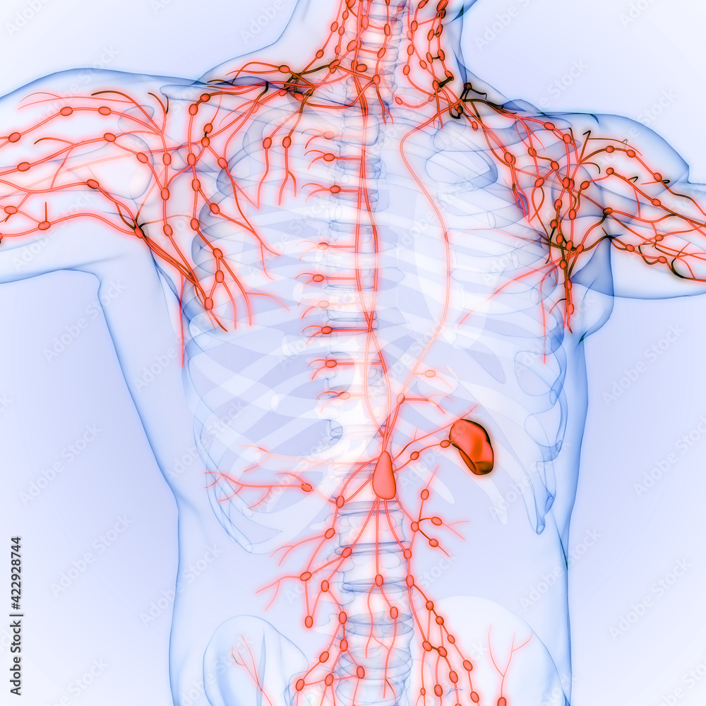 Human Internal system Lymph Nodes Anatomy Stock Illustration | Adobe Stock