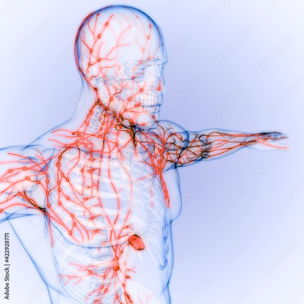Human Internal system Lymph Nodes Anatomy Stock Illustration | Adobe Stock