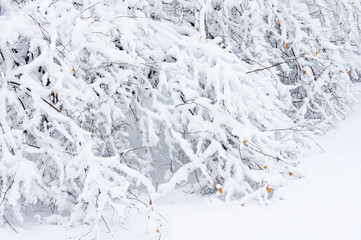 Branches of trees under the snow that fell in the spring in the old park.