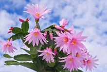 Pink Easter Cactus (Rhipsalidopsis Rosea) In Greenhouse