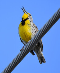 Wall Mural - close up of a pretty yellow western meadowlark singing while perched on a utility line on a sunny  spring day in the prairie of broomfield, colorado