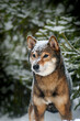 Portrait of a female dog of the breed of Shiba Inu Beautiful dog walks in the snowy cold winter forest Snowfall fell on the dog's nose