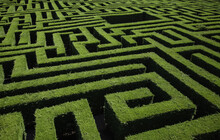 Green Bushes Maze