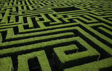 Green bushes maze