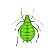 Aphid insect, parasite bug pest control and agriculture disinsection service, isolated vector. Aphid beetle or greenfly or blackfly vermin insect, plants pesticide pest control symbol