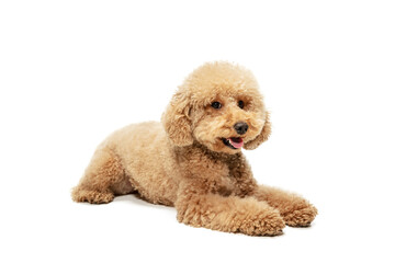 Cute puppy of Maltipoo dog posing isolated over white background