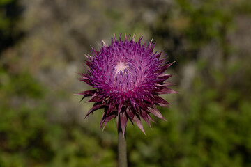 Poster - Purple Thistle Blossom Opens in Summer Field