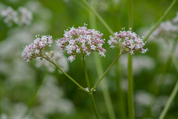 Sticker - Medicinal plants - Budding pink flowering common Valerian (Valeriana officinalis) in the summer season.