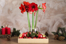 Beautiful Red Amaryllis Flowers And Christmas Decor On Wooden Table