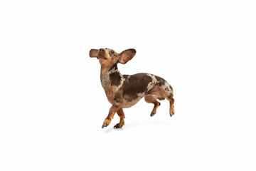 Wall Mural - Cute puppy of Dachshund dog posing isolated over white background