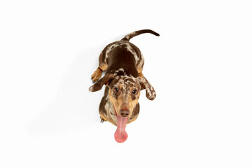 Wall Mural - Cute puppy of Dachshund dog posing isolated over white background