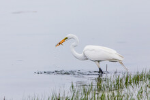 Great Egret With Caught Fish
