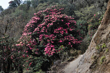 Trakking Route With Rhododendrum Tree
