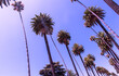 The palm rows in the Los Angeles