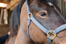 Close-up Of A New Forest Pony, Showing His Head And Bridle. Located In A Stables, He Is Being Brushed Down After Exercising In A Livery Yard.