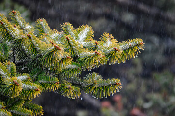 green christmas tree leaves covered with snow