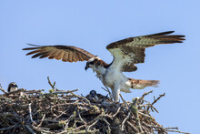Mother Osprey Protecting Her Young Babies In Their Nest In Spring
