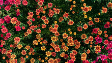 Multicolored Flower Background. Floral Wallpaper With Yellow, Orange And Red Roses. 3D Render