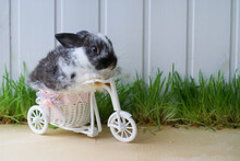 Cute Little White And Grey Color Bunny On Bike. Rabbit On Light Wood And Grass Background. Easter Concept