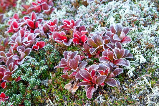 Hoarfrost on Salix herbacea, the dwarf willow, least willow or snowbed willow