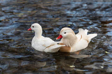 Male and female white mandarin ducks albino (Aix galericulata) swimming in lake together