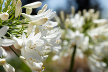Side View And Closeup Of Beautiful White Flower Agapanthus In A Summer Day. Gorgeous Day With White Flower Agapanthus.