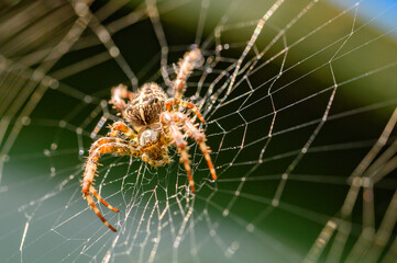 garden spider on its web