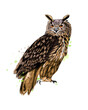 Long-eared Owl, Eagle owl from a splash of watercolor, colored drawing, realistic. Vector illustration of paints