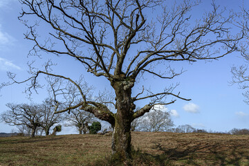 Poster - close-up of a beech tree on a blue sky day in winter, with few clouds and low. portrait of a solitary tree without leaves, bare, in the mintad of an almost dry meadow with few samples of grass. In the