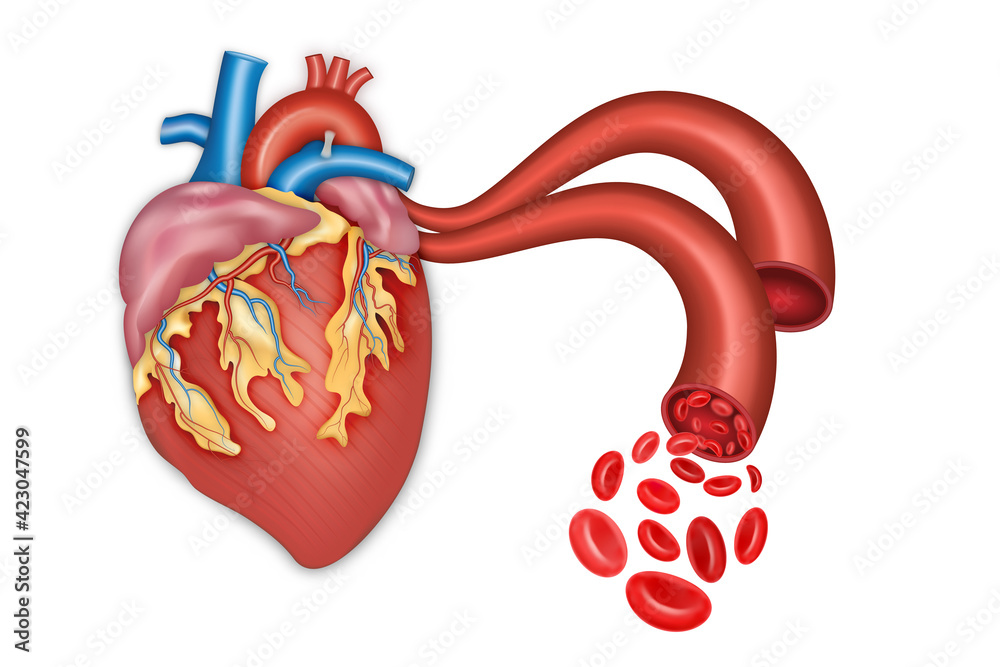 Human heart anatomy and Blood vessel. vector illustration. Stock Vector ...