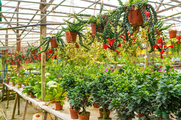 Wall Mural - Industrial plant farm. Greenhouse shop, with different plants