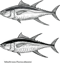 Realistic Black And White Hand Drawn Illustration Of Yellowfin Tuna (Thunnus Albacares) Isolated On White In 2 Different Versions. Vector


