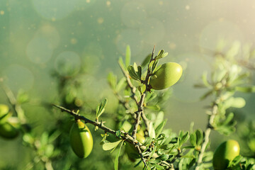 Olives on a branch of olive tree - close up outdoors shot, nice bokeh