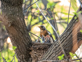 Thrush fieldfare, Turdus pilaris, in a nest with chicks