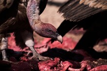 Pair Of Strong Griffon Vultures Scavenger Birds Eating Flesh Of Dead Animal In Wild Nature