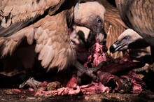 Pair Of Strong Griffon Vultures Scavenger Birds Eating Flesh Of Dead Animal In Wild Nature