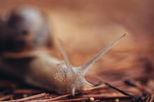 Closeup Soft Focus Of Achatina Snail Or Giant Ghana African Snail Crawling On Grass In Nature With Brown Background