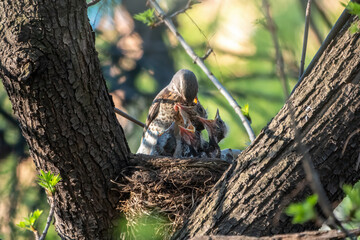 Thrush fieldfare feeding chicks with earthworms. Thrush, Turdus pilaris, with new born babies in the nest.