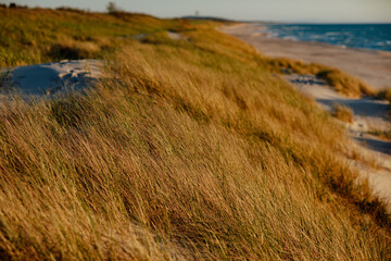 Green and Yellow Beach Grass in the dunes with Swaying in the Wind on the golden hour by the sea