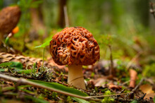 Morel Mushroom In The Forest