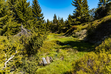 Small mountain stream in Jizera mountains with trees and bushes around