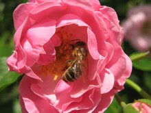 Honey Bee Inside Pink Rose, Rose Garden, Petrin Hill, Prague, Czech Republic