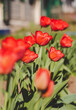Spring red tulips in garden, springtime flowers, growing floral
