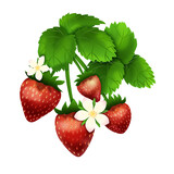 Czerwone truskawki z kwiatami i zielonymi liśćmi. Botaniczna ilustracja na białym tle.