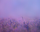 Fototapeta Lawenda - Blooming lavender, beautiful natural background, texture. Idea for a web banner